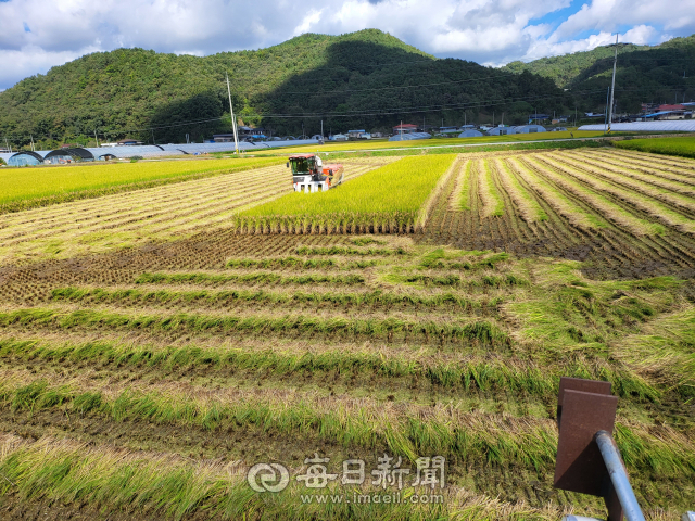 20일 경북 안동지역 한 벼 재배 농가에서 벼 수확 대행업체가 작업을 하는 모습. 올해는 지난해보다 벼 수확 대행료가 상당 부분 인상됐다. 김영진 기자