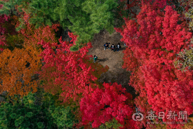 28일 오후 대구 동구 팔공산 동화지구에 울긋불긋 물든 단풍이 가을 정취를 더하고 있다. 대구기상청 관계자는 