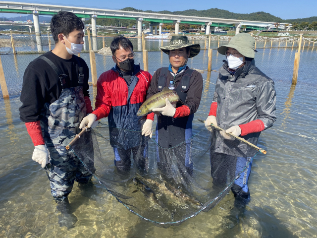 26일 울진 왕피천에서 올해 첫 포획된 연어. 2018년 경북도 민물고기연구센터에서 방류한 것으로 3년 만에 고향으로 돌아왔다. 경북도 제공