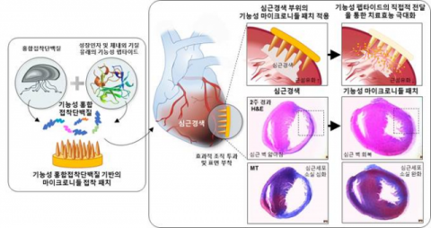 포스텍 차형준 교수팀 '홍합 이용 심근경색 치료제' 개발