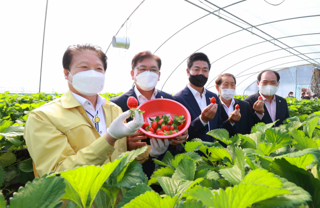 성주 용암 고설재배 딸기가 첫 출하됐다. 성주군 제공