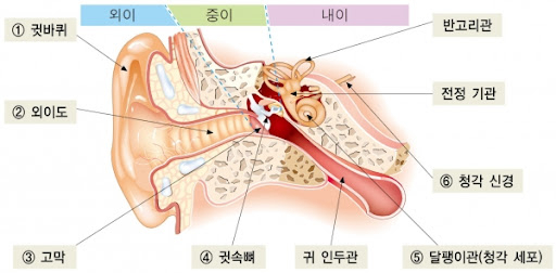 인간 귀 구조도