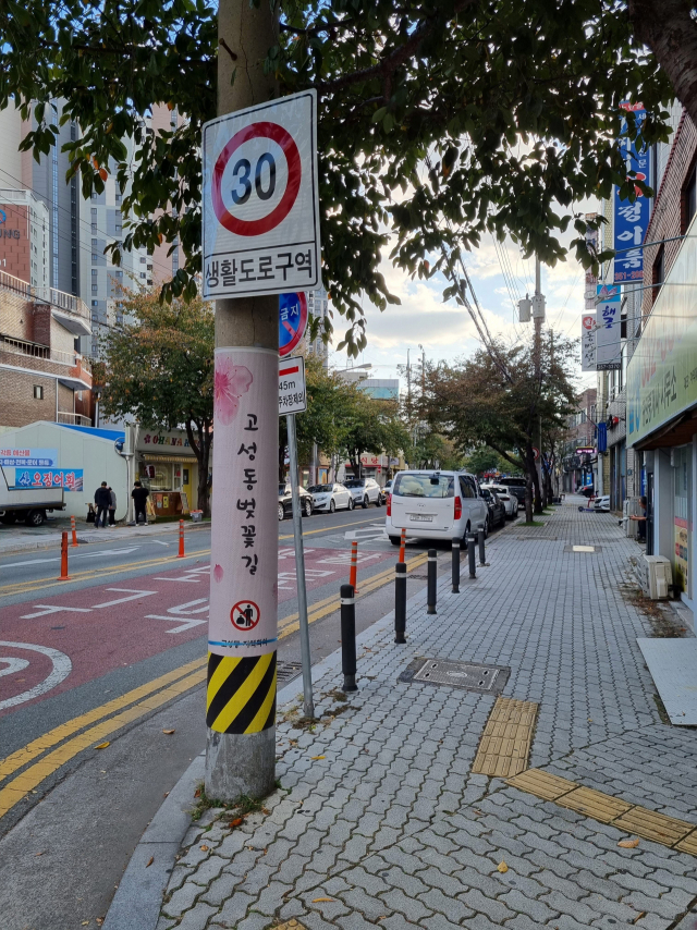 대구 북구 고성동 벚꽃골목. 채원영 기자
