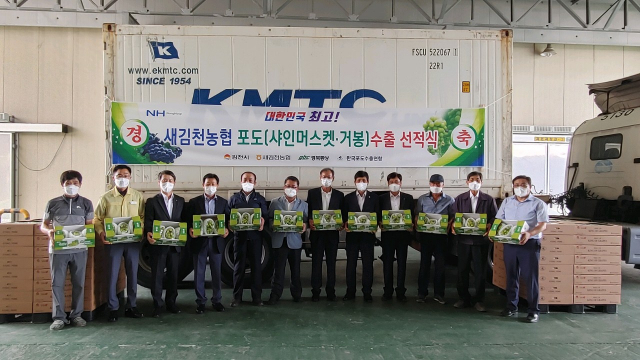 경북 김천시는 1일 지역 수출업체인 ㈜오리엔트를 통해 수인영농조합법인 소속 농가에서 생산한 샤인머스켓 160박스(4㎏ 들이)를 중동 두바이 시장에 첫 수출했다고 밝혔다. 김천시 제공