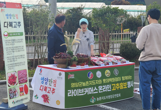 영양 명품고추가 대형 백화점에 잇따라 입점, 소비자 입맛 공략에 나섰다. 사진은 농촌지도자연합회가 다복, 사포닌고추 판매 홍보를 위해 라이버커머스를 제작하고 있다. 영양군 제공
