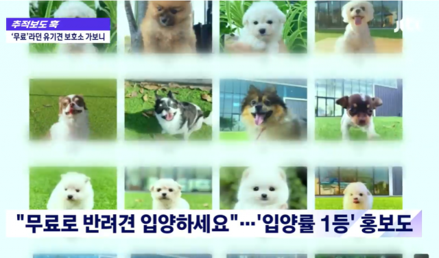 유기견 무료 분양을 홍보하고 있는 유기견 보호소의 인터넷 홍보 페이지. JTBC 보도화면 캡처
