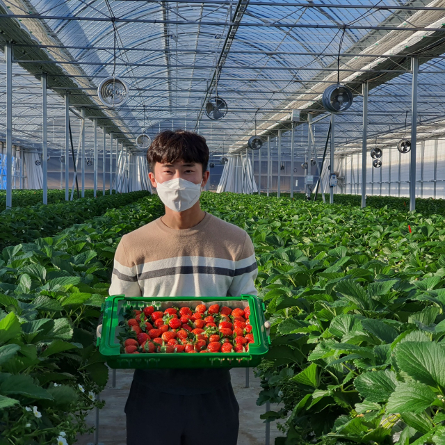 울진 청정 딸기가 올해 첫 수확됐다. 울진군 제공