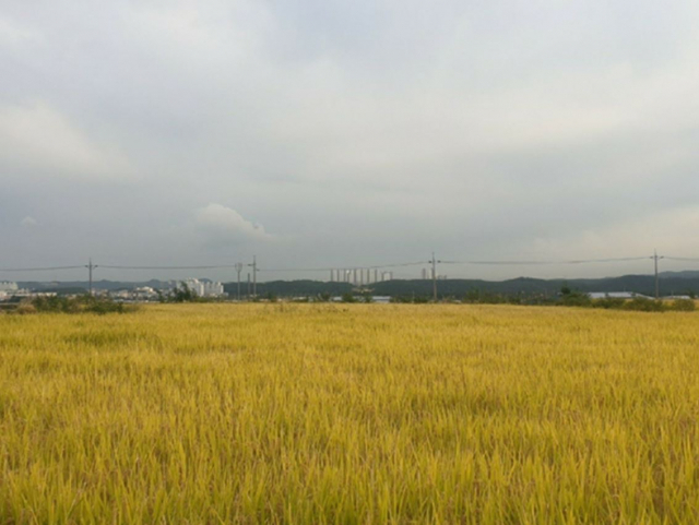 포항 흥해읍 논