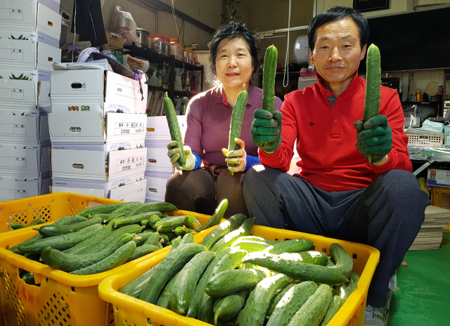 30년 오이 농사 경력을 지닌 김광성(64)․조연심(62)씨 부부가 순천시 홍내동에서 재배한 백다다기 오이를 선보이고 있다.김광성씨 제공