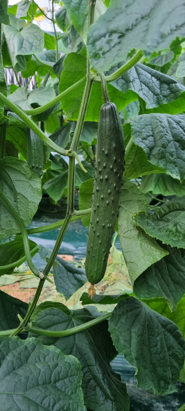 풍부한 햇볕과 순천만 해풍 등 비옥한 환경에서 자린 순천 오이는 다른 상품보다 5~7㎝ 길고 광택이 선명하며 단맛이 강하다.