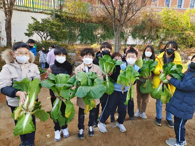 대구 동도초등학교 4학년 5반 학생들이 친환경 농법으로 직접 기른 배추를 수확하는 모습. 이들은 이 배추를 홀트대구종합사회복지관에 기부했다. 대구시교육청 제공