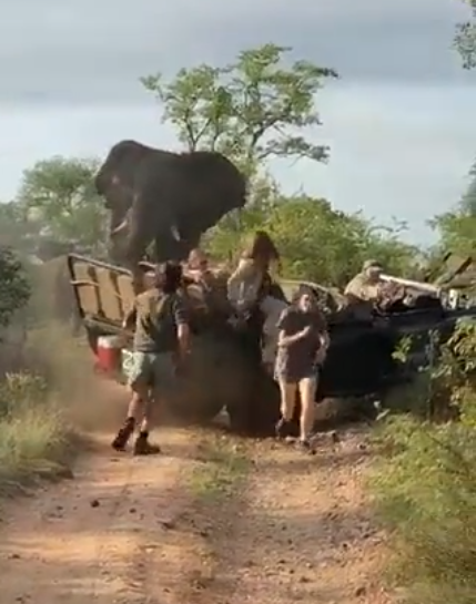지난달 28일(현지시각) 남아프리카공화국 크루거 국립공원 내 셀라티 보호구역에서 짝짓기 철을 맞은 수컷 코끼리가 흥분해 사파리 차량을 공격했다. 사진 트위터 ItsGoingViral1 캡처