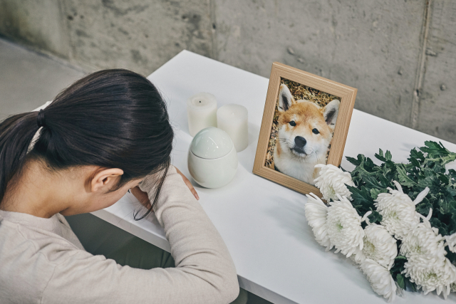 펫로스 증후군은 반려동물이 죽은 뒤 반려인이 겪는 정신적 상실감과 우울증상을 말한다. 당사자의 입장에서는 내 아이