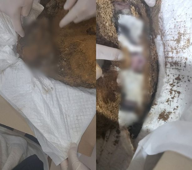 A씨가 입양한 뒤 학대한 소형견 사체. 곳곳에 학대 흔적(모자이크)이 보인다. 군산길고양이돌보미