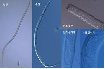 독도토양외난소선충 사진. 국립생물자원관 제공