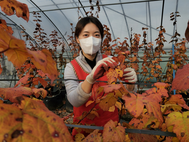 9일 오후 경북 청도군 운문면 고은농장에서 정재은 씨가 마른 산딸기나무잎을 꺾고 있다. 이통원 기자. tong@imaeil.com