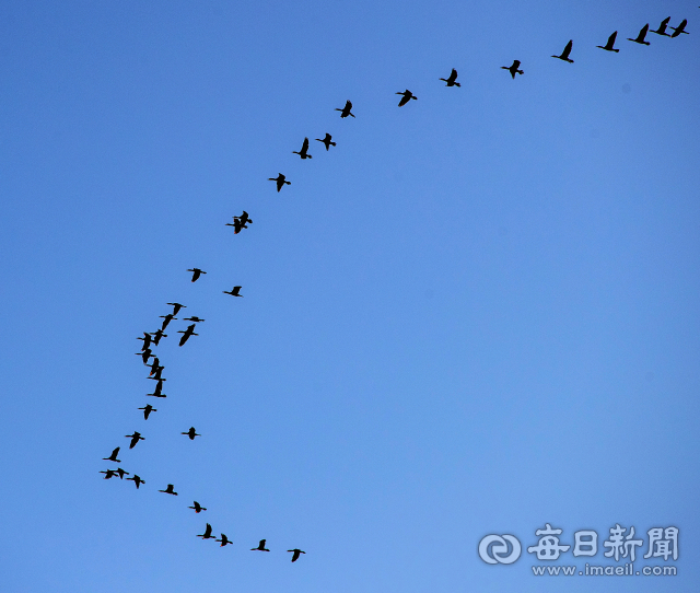 해질녘 낙동강에서 다시 둥지가 있는 숲으로 날아가는 민물 가마우지. 김태형 선임기자 thk@imaeil.com