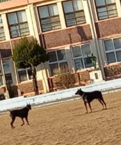 학부모 A씨가 공개한 전북 익산 한 초등학교에 풀어놓은 도베르만 2마리