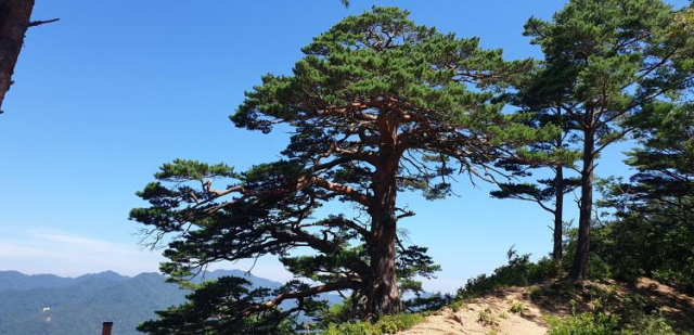울진 소광리 대왕소나무. 경북도 제공