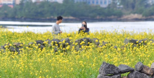 15일 오전 제주 서귀포시 성산읍 고성리의 유채밭을 찾은 관광객이 겨울 속 봄 정취를 즐기고 있다. 연합뉴스