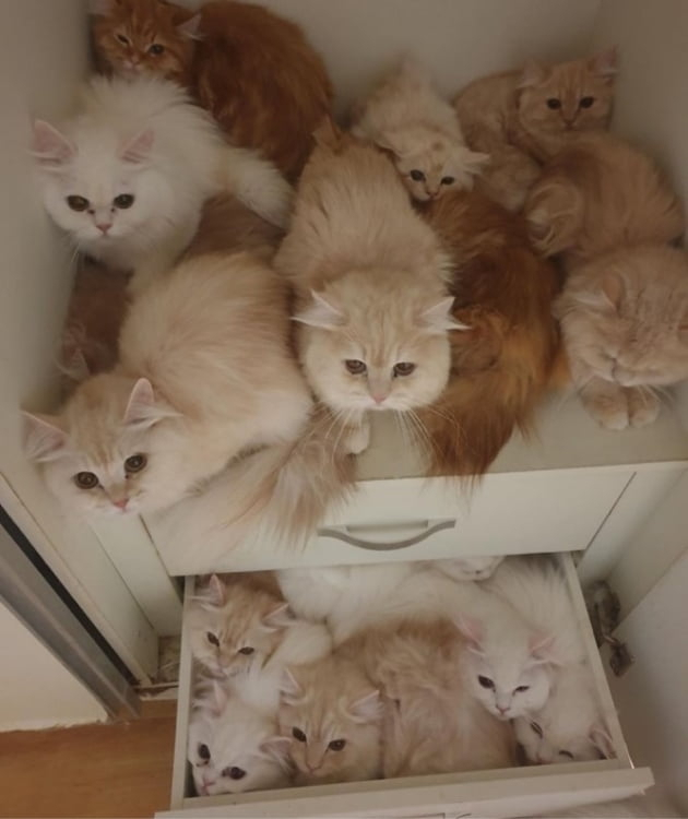 고양이 보호단체 