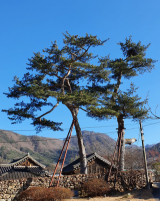 군위 대율리 잣나무
