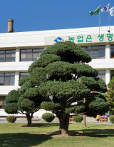 오엽송