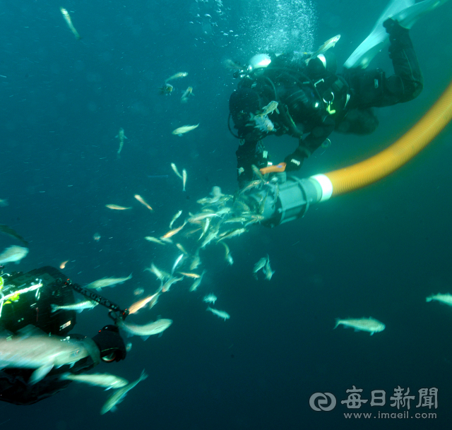 지난 2015년 12월, 한해성수산자원센터 명태 복원사업으로 첫 인공 부화한 명태 치어들이 동해 바다에 방류되고 있다.〈한해성수산자원센터 제공〉