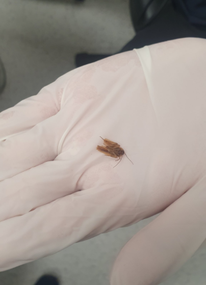 지난 10일(현지시각) 뉴질랜드에 사는 남성 제인 웨딩의 귀에서 나온 바퀴벌레 사체. 사진 트위터 tweetswillsaveu 캡처