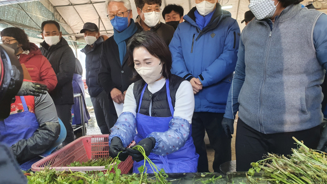 더불어민주당 이재명 후보 부인 김혜경 씨가 13일 경북 청도 한재마을 미나리 농가를 찾아 미나리 세척작업을 하고 있다. 노진규 기자