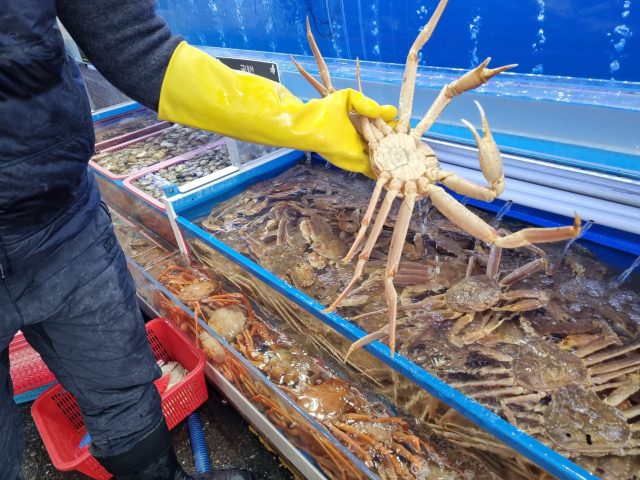 13일 오전 포항시 남구 구룡포읍 구룡포시장 내 한 대게 판매점에서 상인이 대게를 보여주고 있다. 배형욱 기자