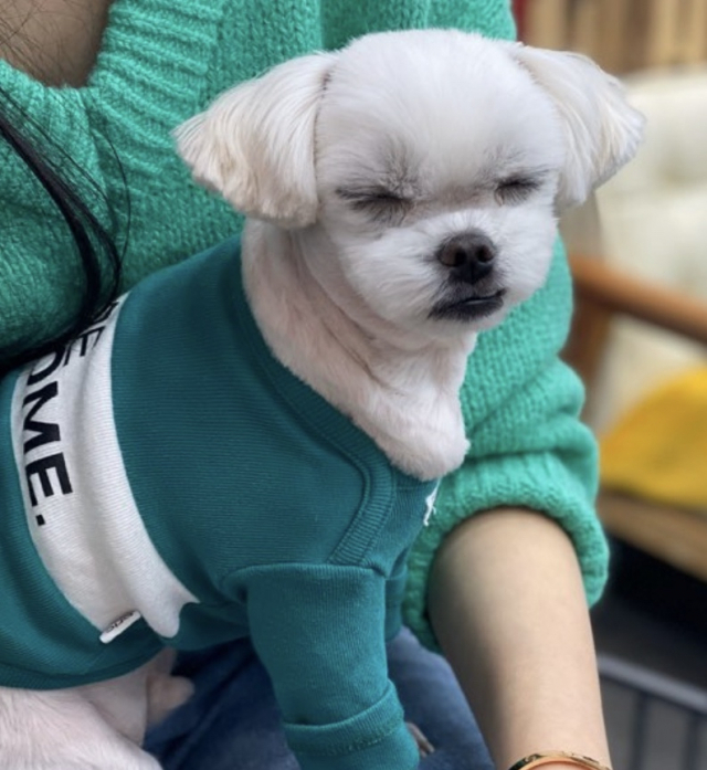 목살이 세네겹 접히던 비만견 시절의 토리.