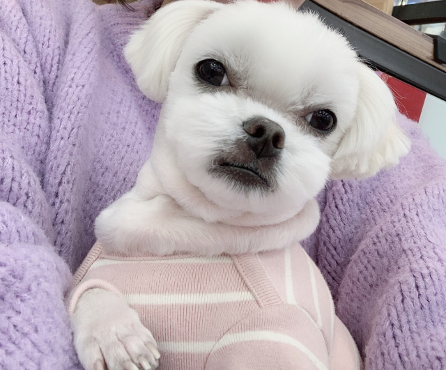 감당 안되는 토리의 후덕함. 옷 밖으로 삐져나오다 못해 살이 흘러내릴 지경이다.