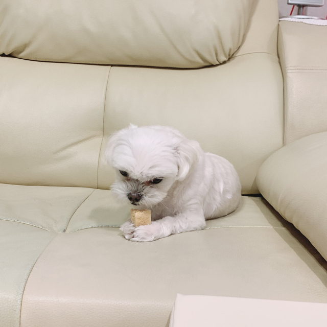 몸무게를 안정적으로 유지하게 됐을 때부터 강아지 껌과 밸런스 쿠키(강아지용 다이어트 쿠키)를 챙겨줬다.