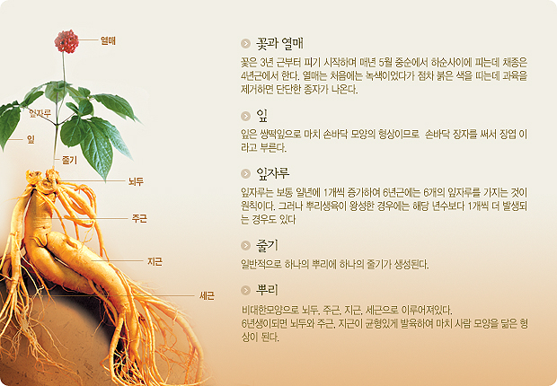 인삼 구성 설명.