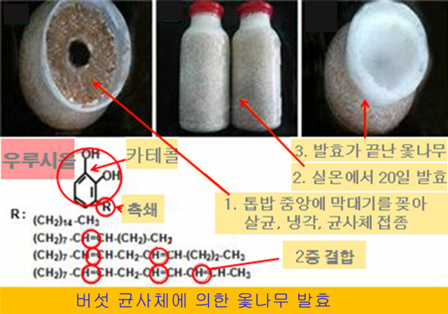 노루궁뎅이버섯