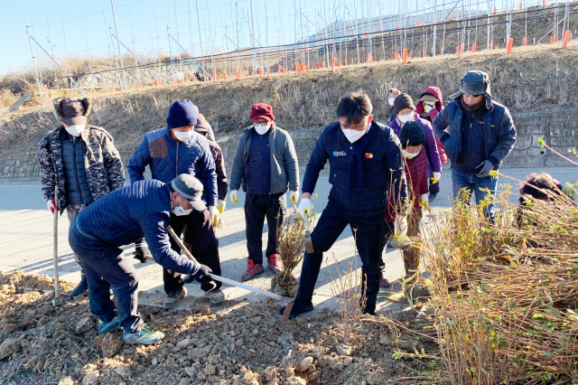 청송군 진보면 주민주도 마을복지계획 수립 실행 현장에서 주민들과 함께 나무를 심는 윤경희(앞쪽 나무 든 사람) 청송군수와 주민들. 청송군 제공