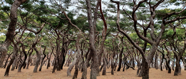 흥덕왕릉 소나무
