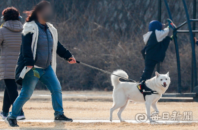 대구 신천둔치에서 한 시민이 가슴줄을 채운 반려견을 데리고 산책을 하고 있다. 기사 내용과 무관한 자료사진. 매일신문DB
