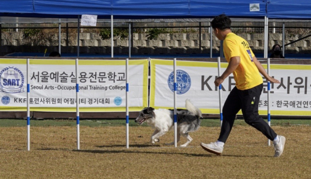 어질리티 대회는 개와 사람이 한 팀을 이루는 경기다.