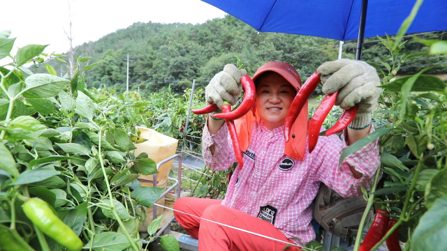 붉고 튼실한 고추를 수확한 청송 농민. 청송군 제공