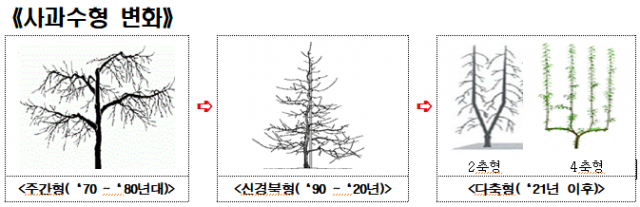 사과 수형 변화. 경북도 제공