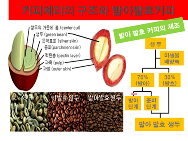 커피체리의 구조와 발아발효커피