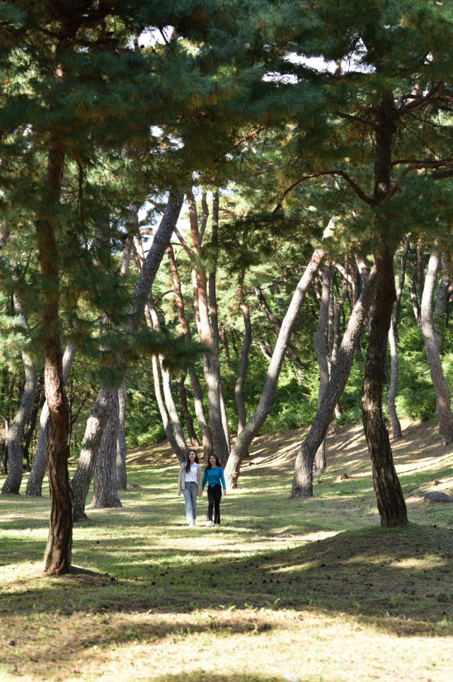 소수서원 학자수 길. 영주시 제공