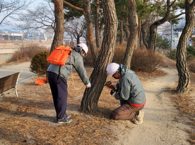 영주시 시가지 소나무에 수간주사를 놓고 있다. 영주시 제공
