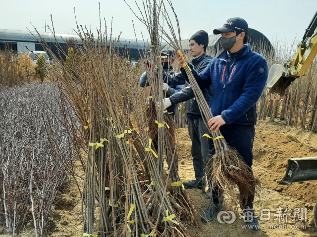 전국 최대 묘목 생산지인 경산종묘산업특구 내 한 농원에서 관계자들이 출하를 앞둔 묘목을 살펴보고 있다. 김진만 기자