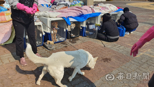 울진군 하수처리장 한켠에 마련된 임시 보호시설에서 동물권행동 카라의 봉사자들이 울진 산불 현장으로부터 구조한 반려동물들을 돌보고 있다.