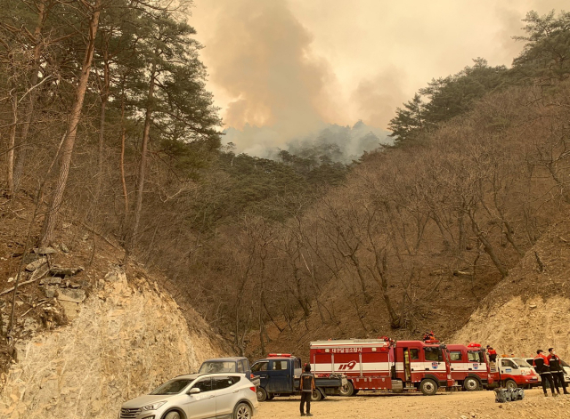 경북 울진 산불 닷재째인 8일 국내 최대 울진군 금강송면 소광리 금강송 군락지 경계까지 불길이 다가와 연기가 보이고 있다. 연합뉴스