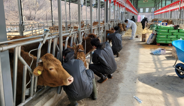 울진 산불 피해 축산농가 가축 진료 작업이 벌어지고 있다. 경북도 제공