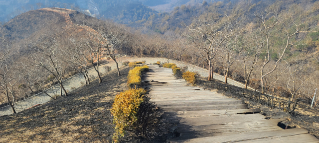지난 2000년 발생한 산불진화를 기념하기 위해 2002년 조성한 도화동산이 울진산불로 거의 다 타는 피해를 입었다. 이상원 기자